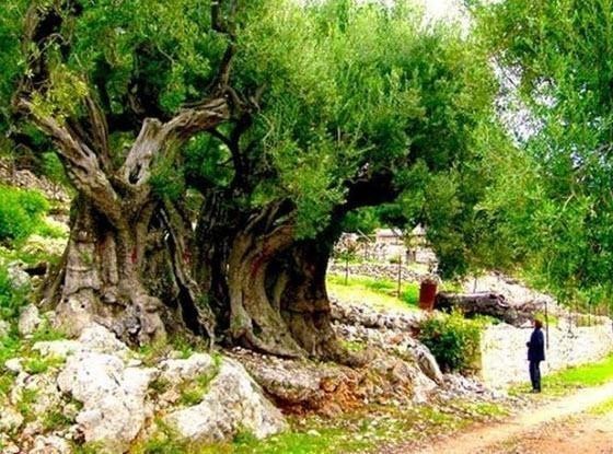 BUNLARI BİLİYOR MUYDUNUZ? FOTOKOPİ MAKİNELERİ İNSANLARIN POPOLARININ...