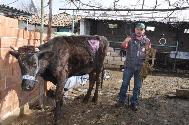 Gebe İnekten Dana Beklerken Karnından Öyle Bir Şey Çıktı Ki... Yok Artık..