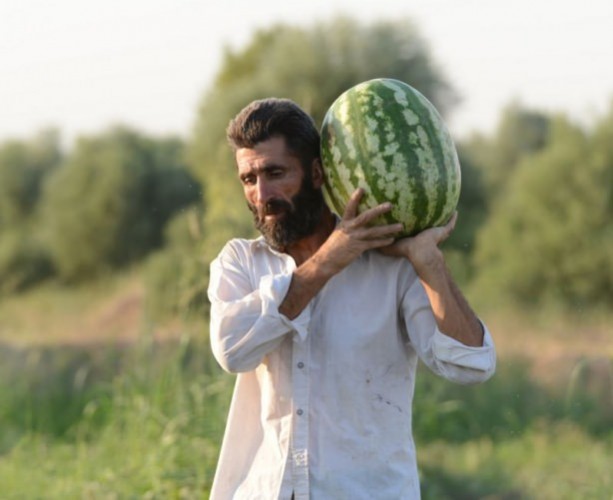 Gece karpuz nöbeti. Nedeni ise...