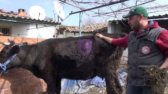 Gebe İnekten Dana Beklerken Karnından Öyle Bir Şey Çıktı Ki... Yok Artık..