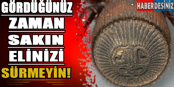 Gördüğünüz zaman sakın elinizi sürmeyin!