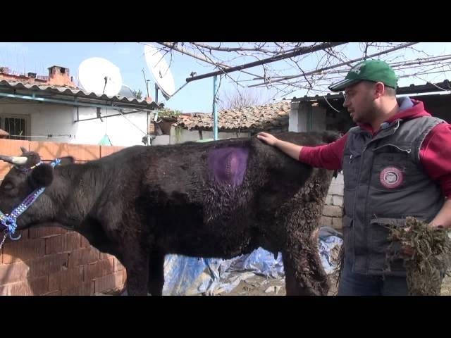 Gebe İnekten Dana Beklerken Karnından Öyle Bir Şey Çıktı Ki... Yok Artık..