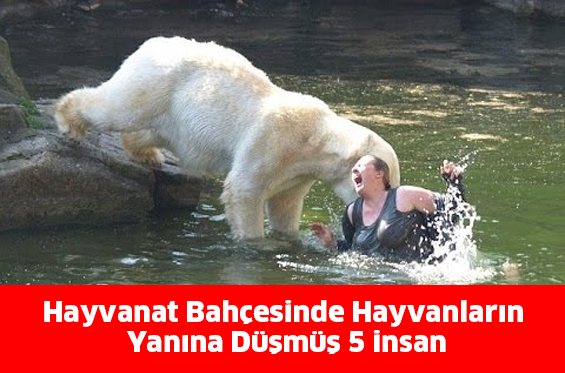 Hayvanat Bahçesinde Hayvanların Yanına Düşmüş 5 İnsan