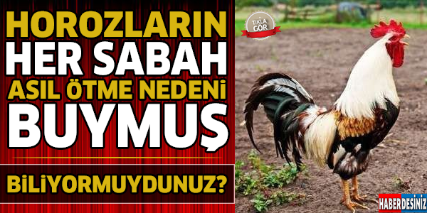 Horozlar Her Sabah Neden Öter Biliyormuydunuz ! İşte Cevabı...