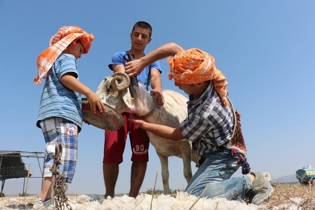 "Mor koyunlar" teröre tepki için suya atlatılacak