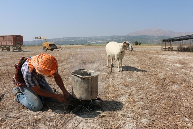 "Mor koyunlar" teröre tepki için suya atlatılacak