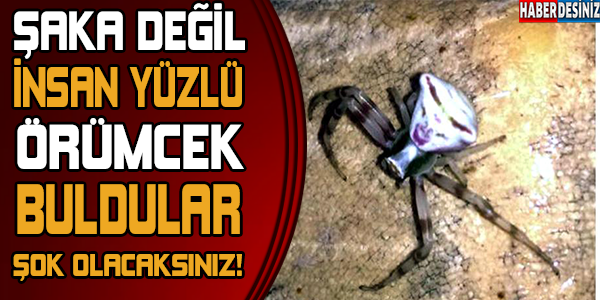 İnsan yüzlü örümcek bulundu! Şok olacaksınız...