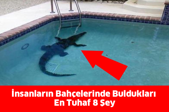 İnsanların Bahçelerinde Buldukları En Tuhaf 8 Şey