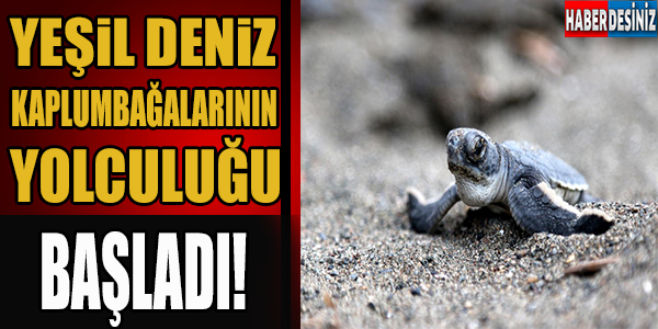 Yeşil deniz kaplumbağalarının yolculuğu başladı