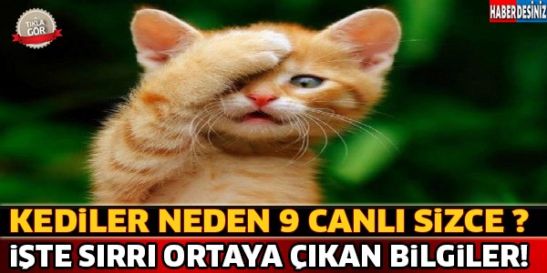 Kediler Neden 9 Canlı ! İşte Sırrı Ortaya Çıkan Faydalı Bilgiler...