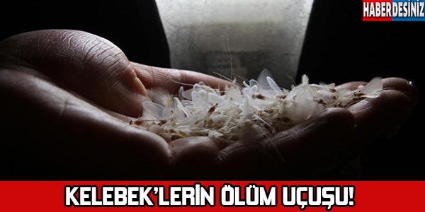 Kelebeklerin "ölüm uçuşu"