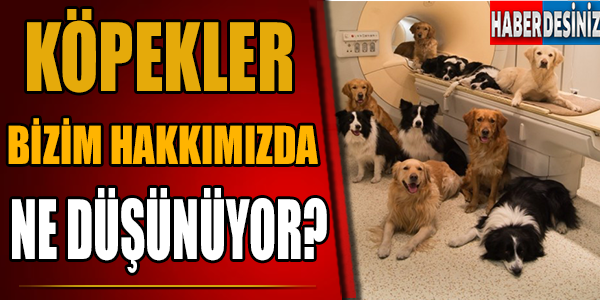 Köpekler Bizim Hakkımızda Ne Düşünüyor?