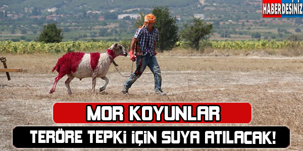 "Mor koyunlar" teröre tepki için suya atlatılacak