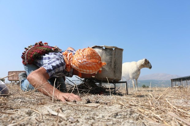 "Mor koyunlar" teröre tepki için suya atlatılacak