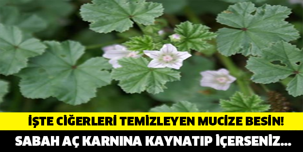 Sabah Aç Karnına Kaynatıp İçerseniz... Tıkla Ve Öğren