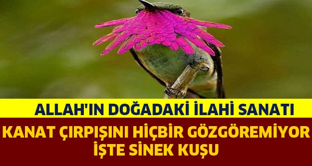 ALLAH’IN DOĞADAKİ İLAHİ SANATI: SİNEK KUŞU