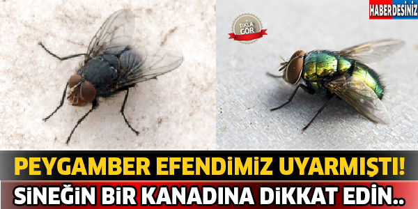 Sineğin Bir Kanadına Dikkat Edin ! Peygamber Efendimiz Uyarmıştı..