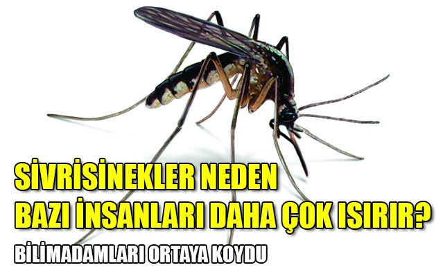 Sivrisinekler meğerse...