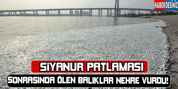 Çin'deki siyanür patlaması sonrası balıklar nehire vurdu !