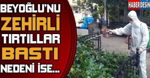 Beyoğlu'nu zehirli tırtıllar bastı