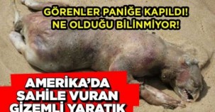 AMERİKADA SAHİLE VURAN GİZEMLİ YARATIK!GÖRENLER PANİĞE KAPILDI NE OLDUĞU BİLİNMİYOR!