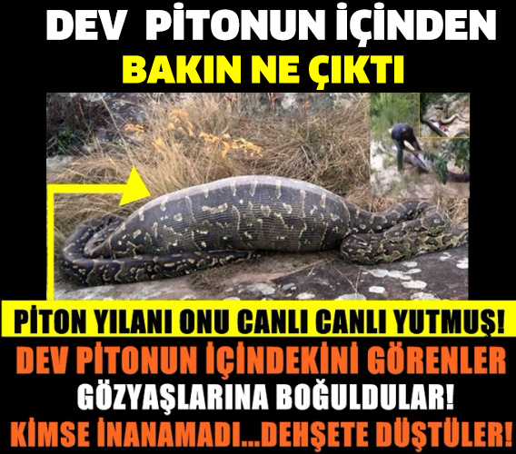 DEV PİTON YILANI ONU CANLI CANLI YUTMUŞ! PİTONUN İÇİNDEKİNİ GÖRENLER GÖZYAŞLARINA BOĞULDULAR!