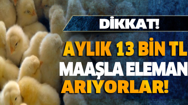 DİKKAT! BU İŞ İÇİN ELEMAN ARANIYOR! AYLIK 13 BİN TL VERİLECEK...