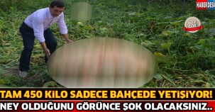 Sadece Bahçede Yetişiyor Tam 450 Kilo !