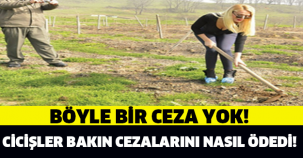 CİCİŞLERDEN İLGİNÇ CEZA ÖDEME TEKNİĞİ!