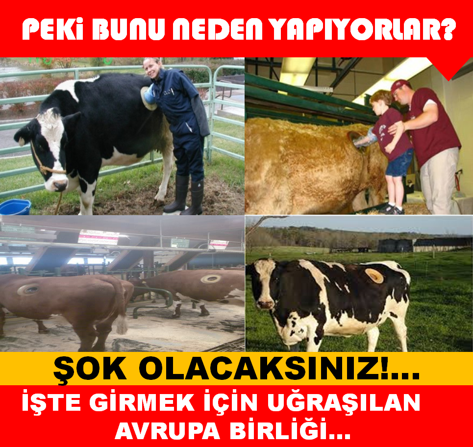 İŞTE GİRİLMEK İSTENEN AVRUPA BİRLİĞİNDE HAYVANCILIK ANLAYIŞI BU! AVRUPA'DA ŞOK UYGULAMA!