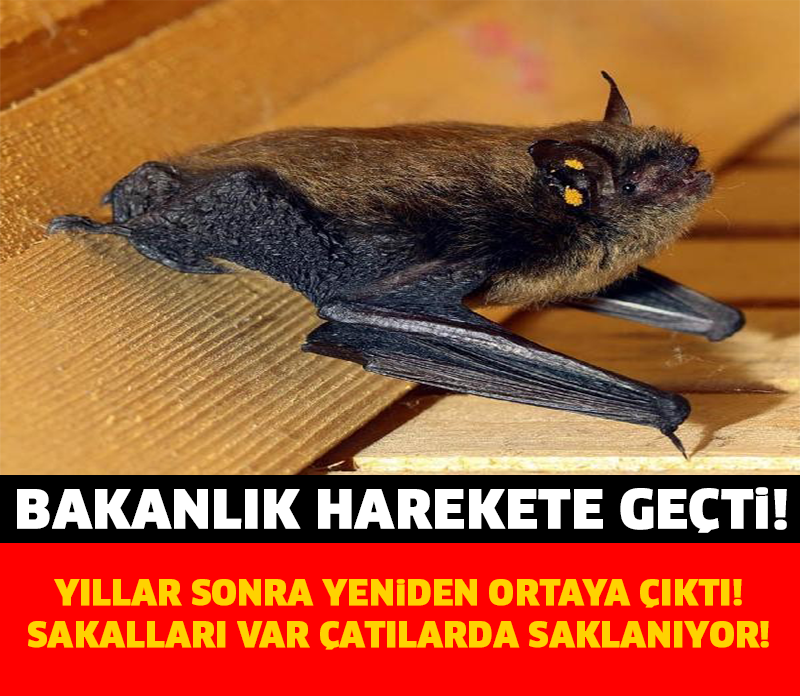 BAKANLIK HAREKETE GEÇTİ! YILLAR SONRA YENİDEN ORTAYA ÇIKTI..!