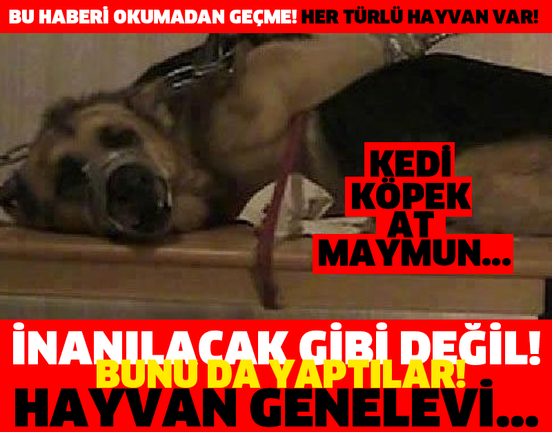 İNANILACAK GİBİ DEĞİL! BUNU DA YAPTILAR! HAYVAN GENELEVİ...