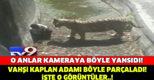 VAHŞİ KAPLAN ADAMI BÖYLE PARÇALADI..!