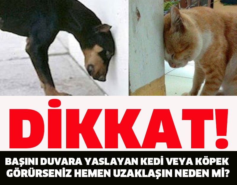 BAŞINI DUVARA YASLAYAN KEDİ VEYA KÖPEK GÖRÜRSENİZ HEMEN UZAKLAŞIN NEDEN Mİ?