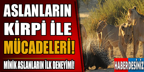 Aslanların kirpi ile mücadeleri!