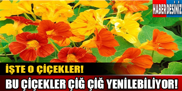 Bu çiçekler çiğ çiğ yenilebiliyor!