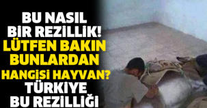 BU NASIL BİR REZİLLİK! LÜTFEN BAKIN BUNLARDAN HANGİSİ HAYVAN? TÜRKİYE BU REZİLLİĞİ KONUŞUYOR! SİZ İNSAN MISINIZ?