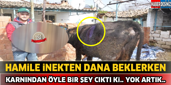 Gebe İnekten Dana Beklerken Karnından Öyle Bir Şey Çıktı Ki... Yok Artık..