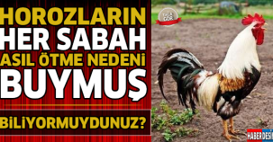 Horozlar Her Sabah Neden Öter Biliyormuydunuz ! İşte Cevabı...