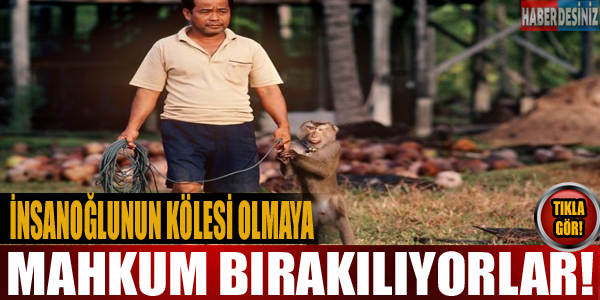 İnsanoğlunun kölesi olmaya mahkum bırakılıyorlar!