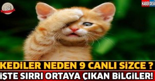 Kediler Neden 9 Canlı ! İşte Sırrı Ortaya Çıkan Faydalı Bilgiler...