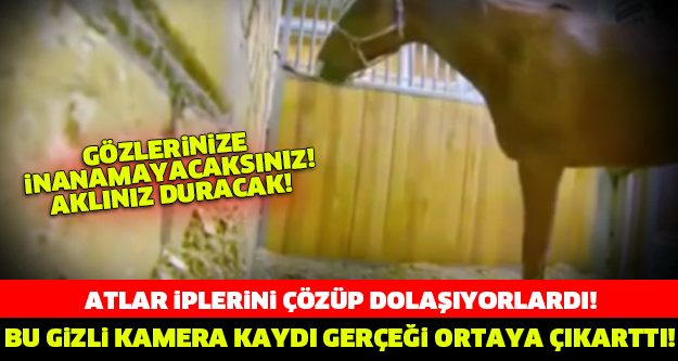 AHIRA YERLEŞTİRİLEN BU GİZLİ KAMERA GÖRÜNTÜLERİ HERKESİ ŞOKE ETTİ! Tüyleriniz Ürperecek!