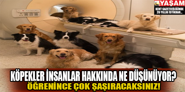 Köpekler insanlar hakkında ne düşünüyor?