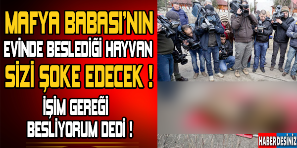 Mafya babasının evinde beslediği hayvan sizi şoke edecek ! İşim gereği beslemek zorundayım dedi...