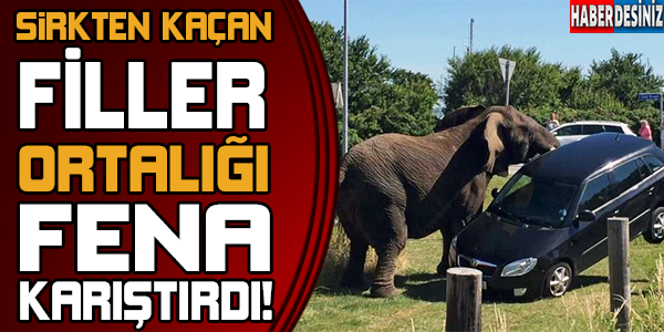 Sirkten kaçan filler ortalığı karıştırdı!