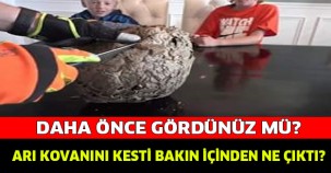 EŞŞEK ARISININ KOVANINDAN BAKIN NE ÇIKTI!