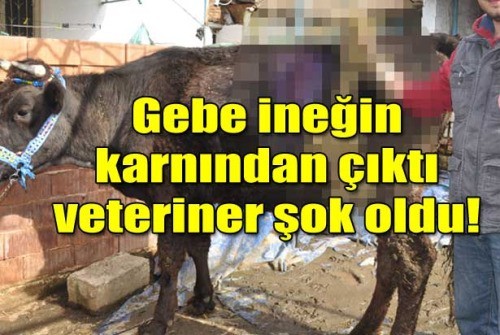 Gebe İnekten Dana Beklerken Karnından Öyle Bir Şey Çıktı Ki... Yok Artık..