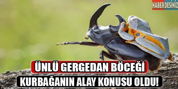 Ünlü gergedan böceği,kurbağanın alay konusu oldu!