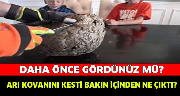 EŞŞEK ARISININ KOVANINDAN BAKIN NE ÇIKTI!