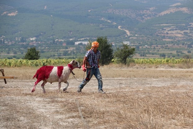 "Mor koyunlar" teröre tepki için suya atlatılacak